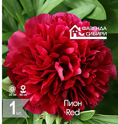 спион  Red