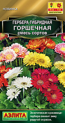 Гербера горшечная
