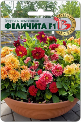 Феличита