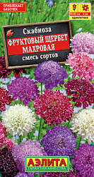Скабиоза Фруктовый щербет махровая, смесь окрасок_ЦП