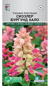 Сальвия бургунд