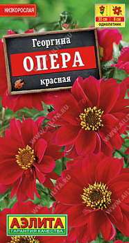 Георгина Опера красная