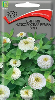 Цинния низкорослая Румба Белая