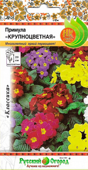 Примула Крупноцветная