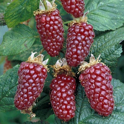 ezhemalina-tajberri-1