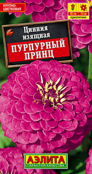 Цинния Пурпурный принц_ЦП