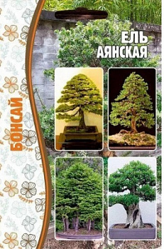 Ель Аянская