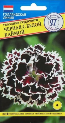 Гвоздика