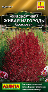 Кохия Живая изгородь бронзовая