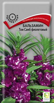 balzamin_tom_samb_fioletovy
