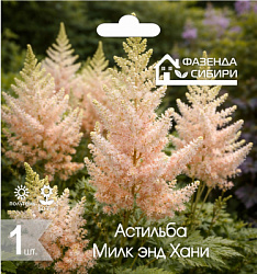 Астильба Милк энд Хани
