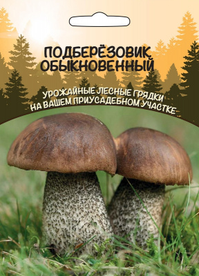 podberezovik-obyknovennyy