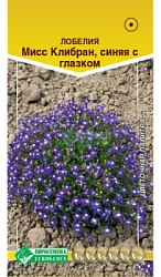 Лобелия Миссис Клибран, синяя с глазком