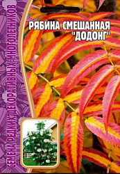 Рябина