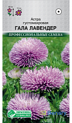 Астра Гала Лавендер