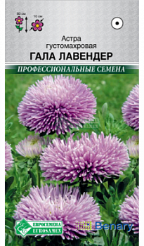 Астра Гала Лавендер