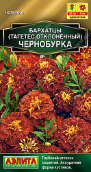 Бархатцы Чернобурка отклоненные