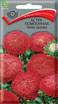 Астра помпонная Темно-красная