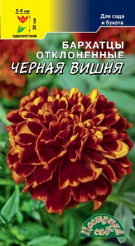 Бархатцы Черная Вишня