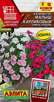 Катарантус Малыш карликовый