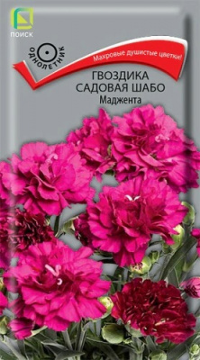 Гвоздика садовая Шабо Маджента