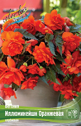 Begonia Illumination Orange