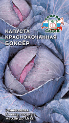 kapusta_boksyer