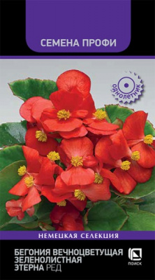 begoniya_vechn_zelen_eterna_red