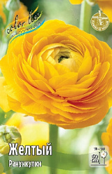 Ranunculus Yellow