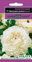 Ранункулюс Цветущая долина белая