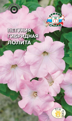 petuniya_lolita_gibridnaya