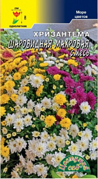 Хризантема Махровая шаровидная