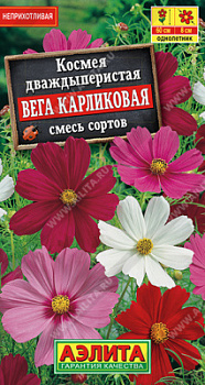 Космея Вега карликовая