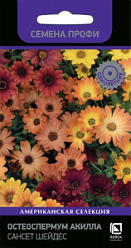 osteospermum_akilla_sunset_shades
