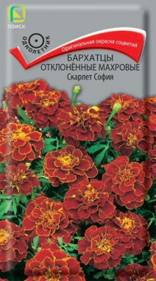 Бархатцы отклоненные махровые Скарлет София
