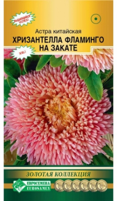 Астра Хризантелла Фламинго