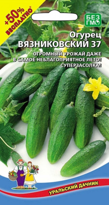 ogurec-vyaznikovskiy-37-2