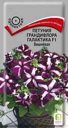 petunia_grandiflora_galaktika_f1_vishnevaya