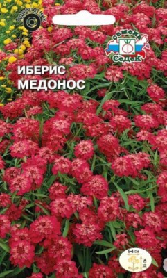 Иберис медонос