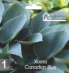 Хоста Canadian Blue