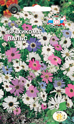 brakhikoma_vals