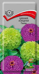 Цинния изящная Павлин