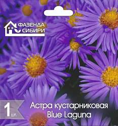 Астра Blue Laguna