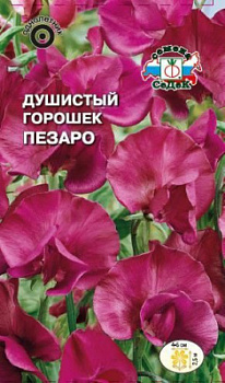 Горошек душистый пезаро