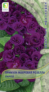 Primula-mahrovaya-Rosella-Purpl