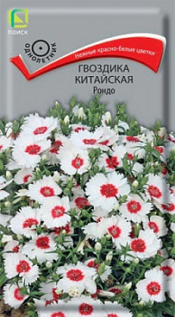 Гвоздика Китайская Рондо