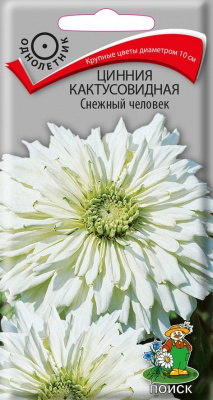 Цинния кактусовидная Снежный человек