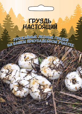 gruzd-nastoyaschiy