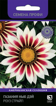 gazania_new_day_rouz_stripe