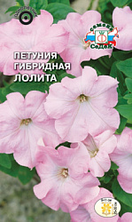 petuniya_lolita_gibridnaya